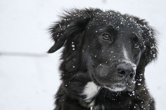 Picture Border Collie